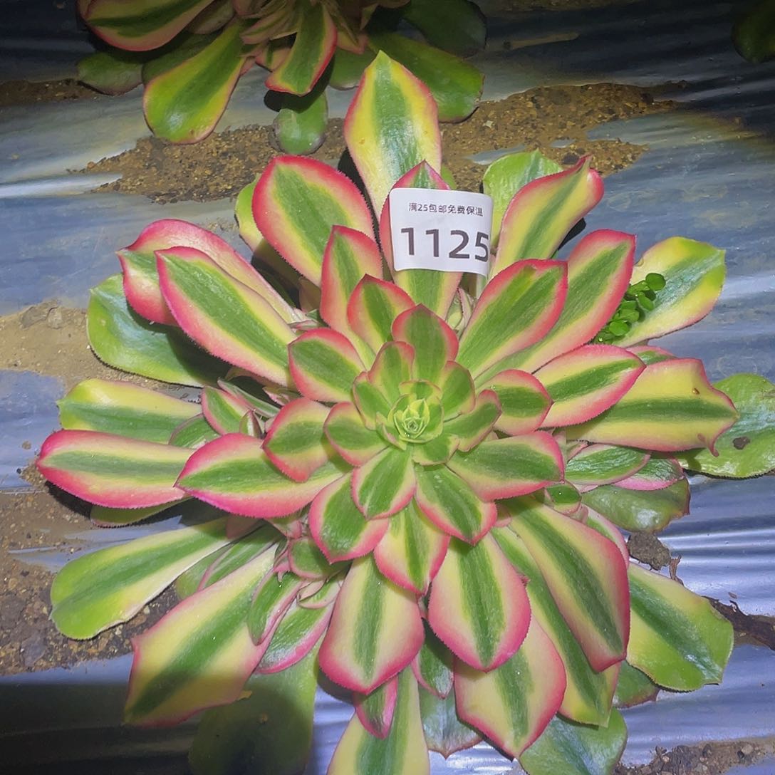 1125洛神多肉植物