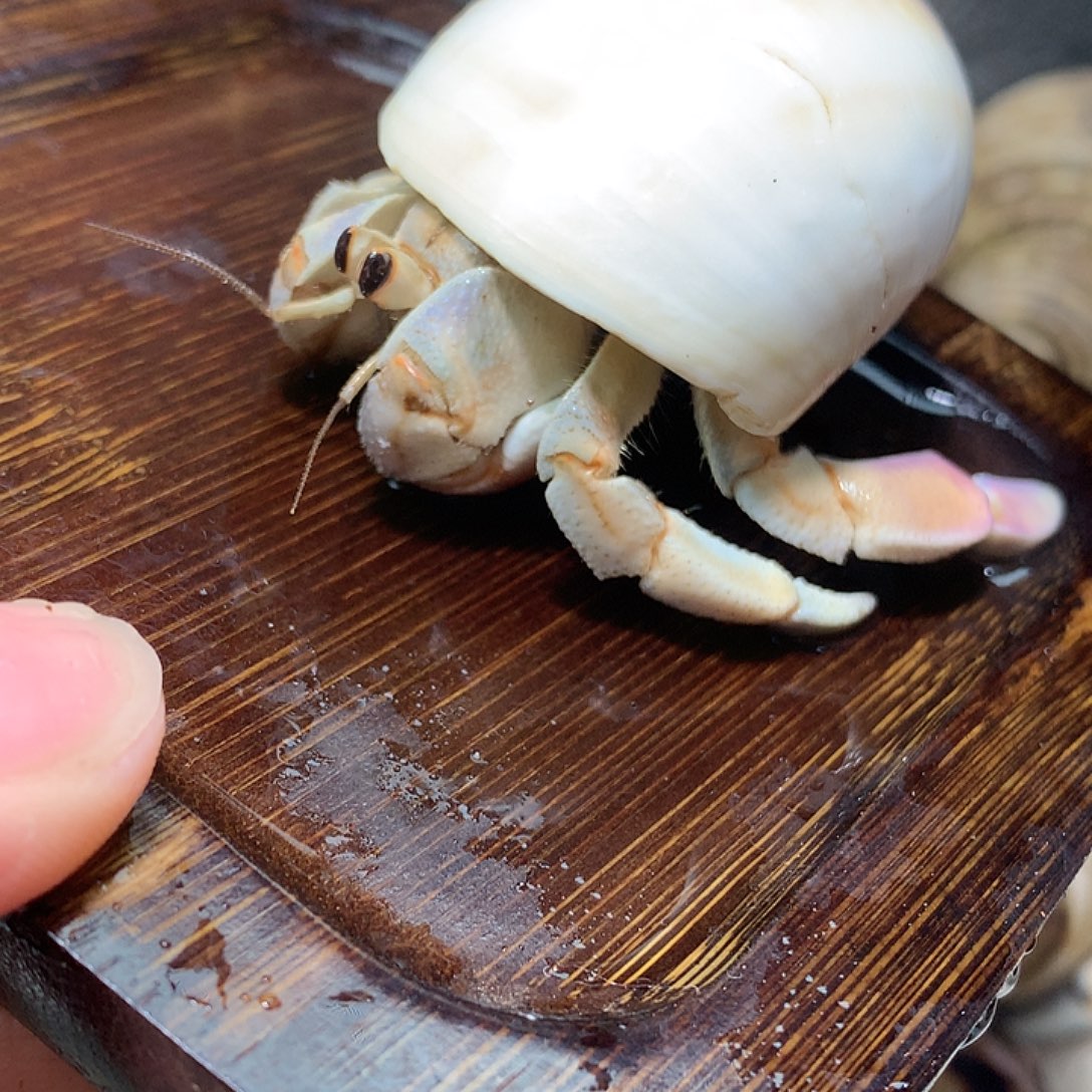 2.4口径西非寄居蟹拍品10号