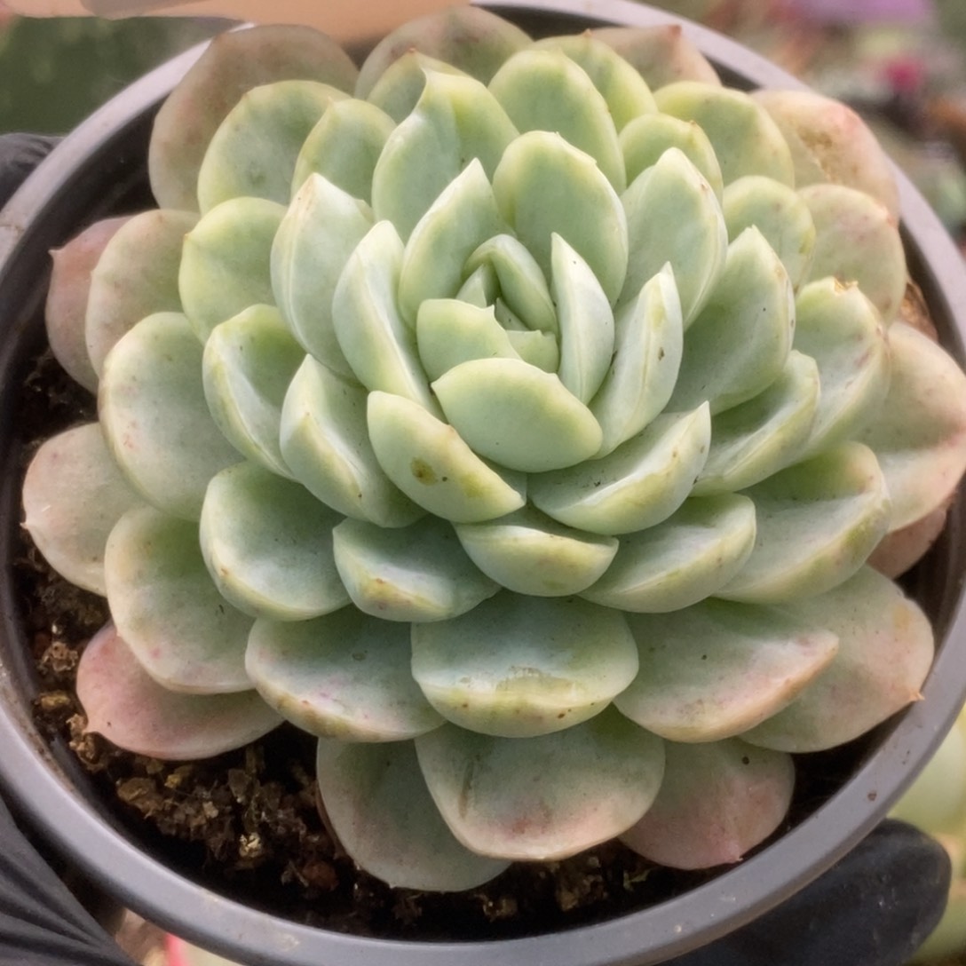 730贝瑞锦锦锦锦锦锦