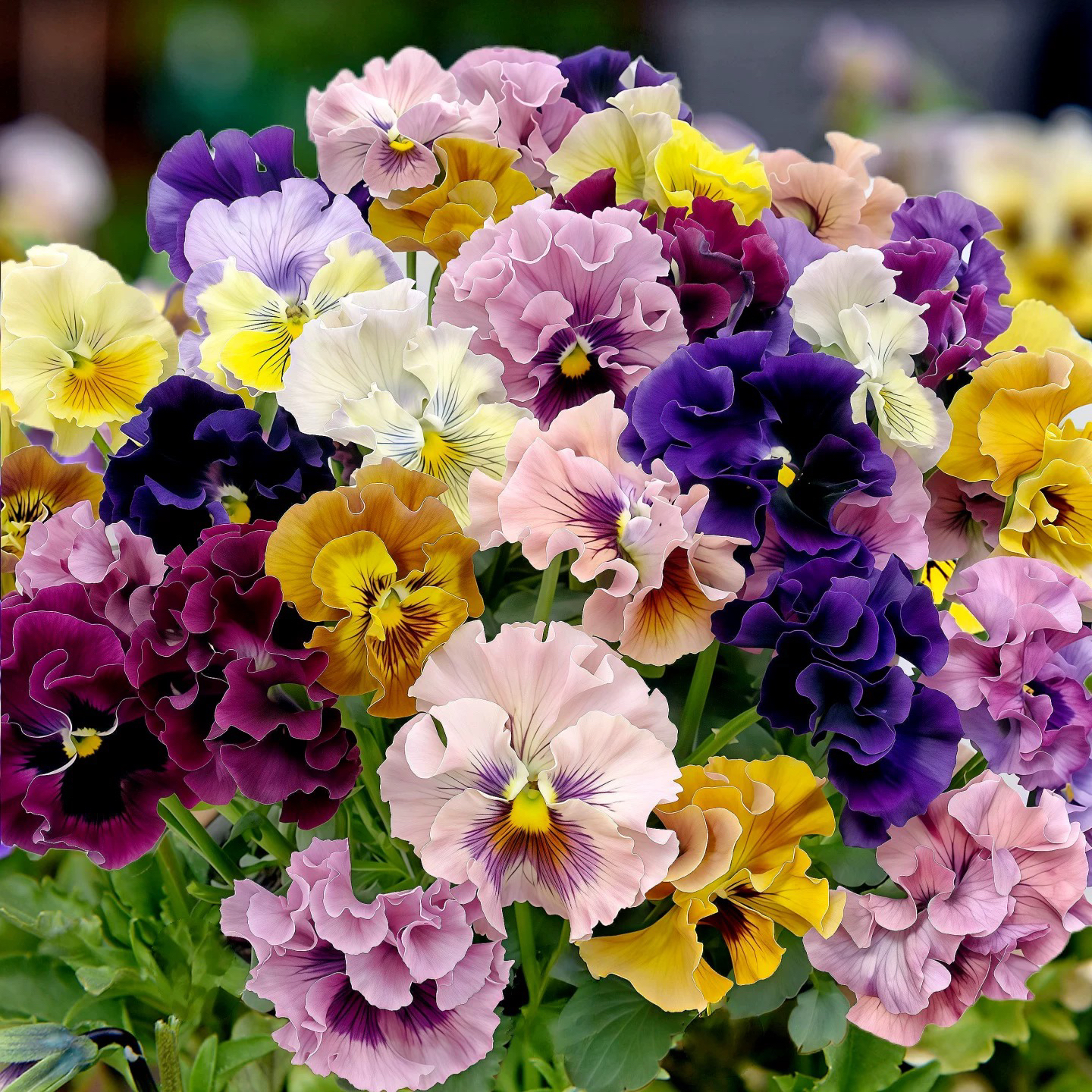 皱边角堇德古拉礼服花苗盆栽耐寒耐热适合阳台庭院易养观赏花卉