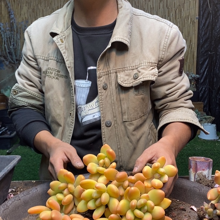 你***吧163号5颗金蝉多肉植物