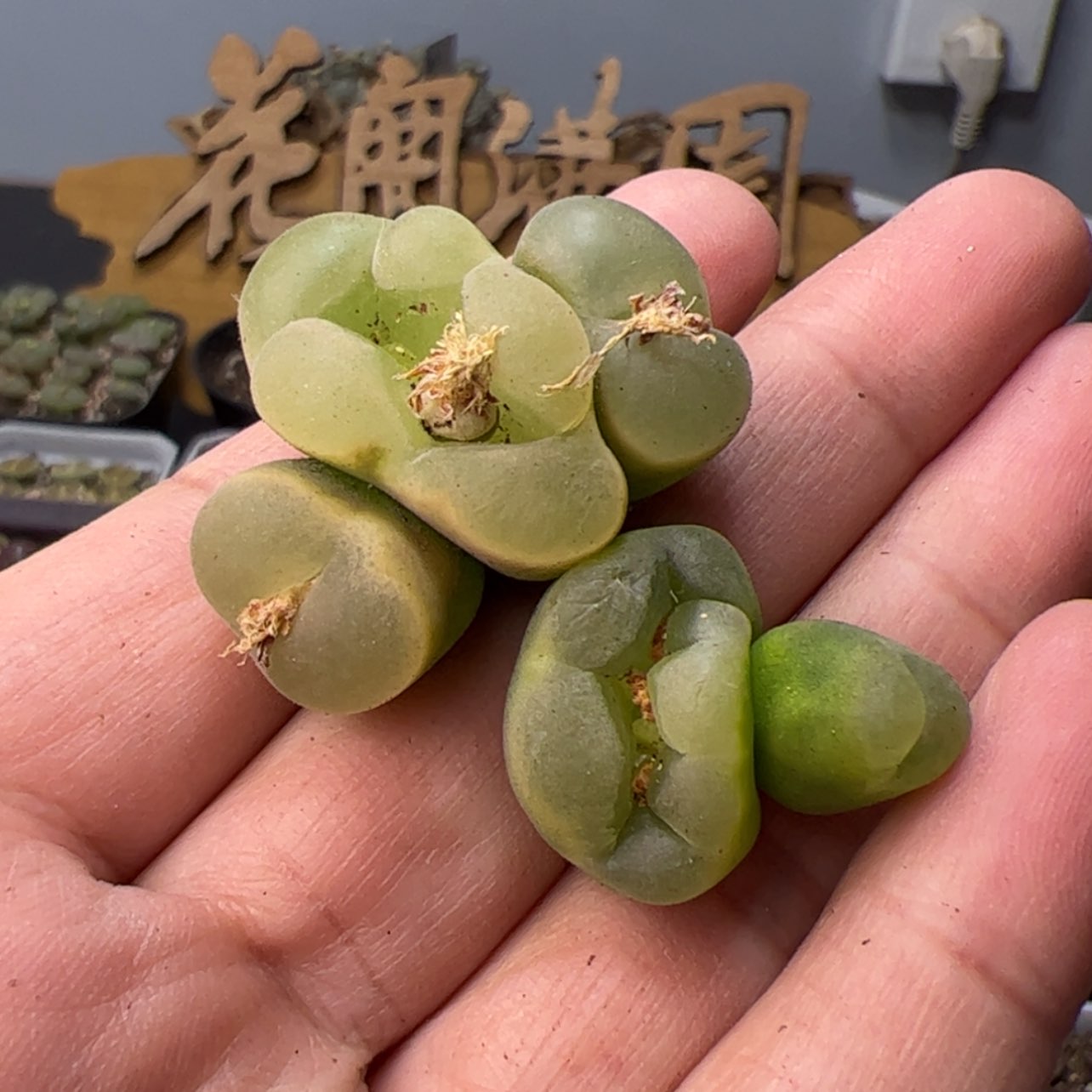 【闪购商品】00000007