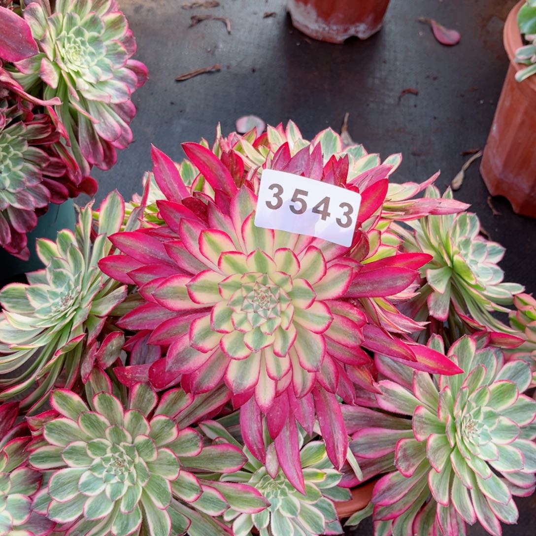 贵妃多肉发货发货