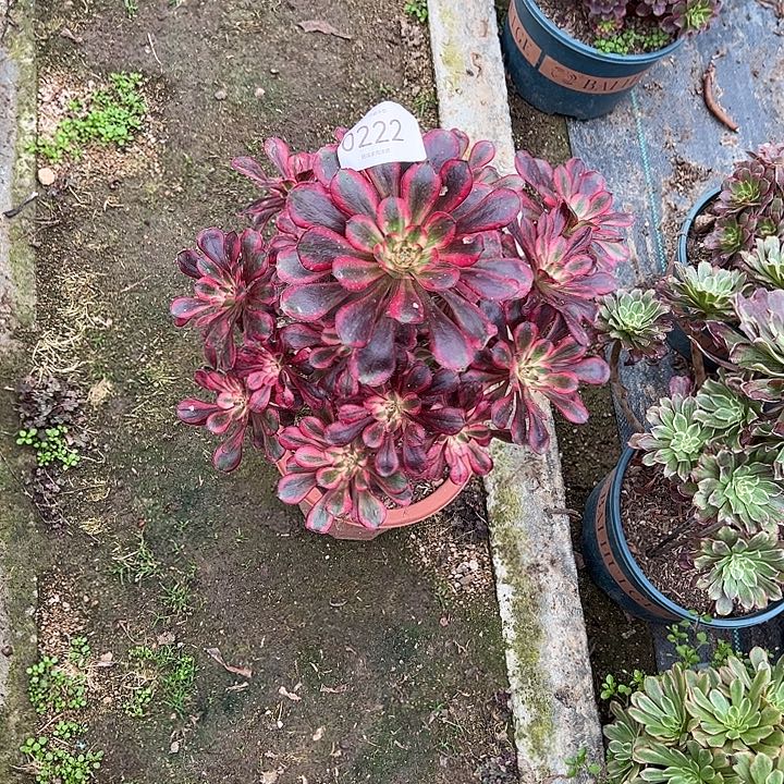 0222丽娜多肉植物