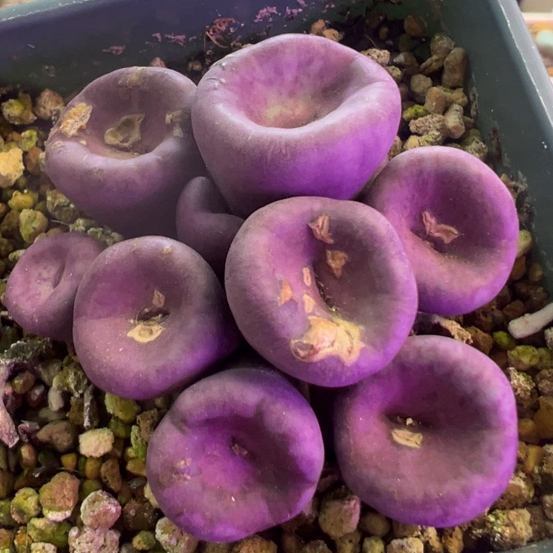 嗯***啊专拍专拍 肉锥植物