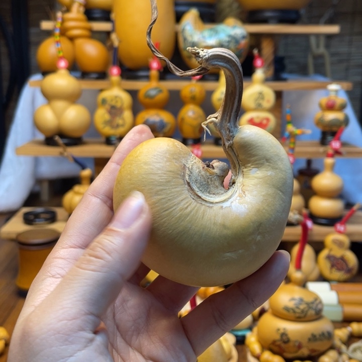 大**铄天然葫芦自然生长