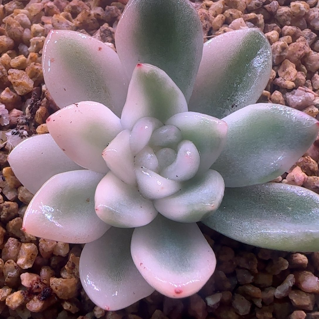 福利冰月亮锦 多肉植物