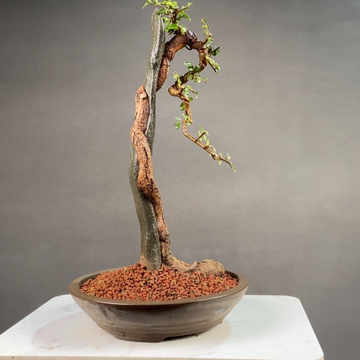 一***白无花朵王发忠附石盆景