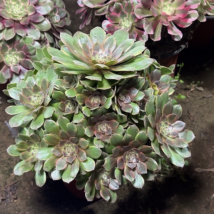 多肉植物法师半夏25