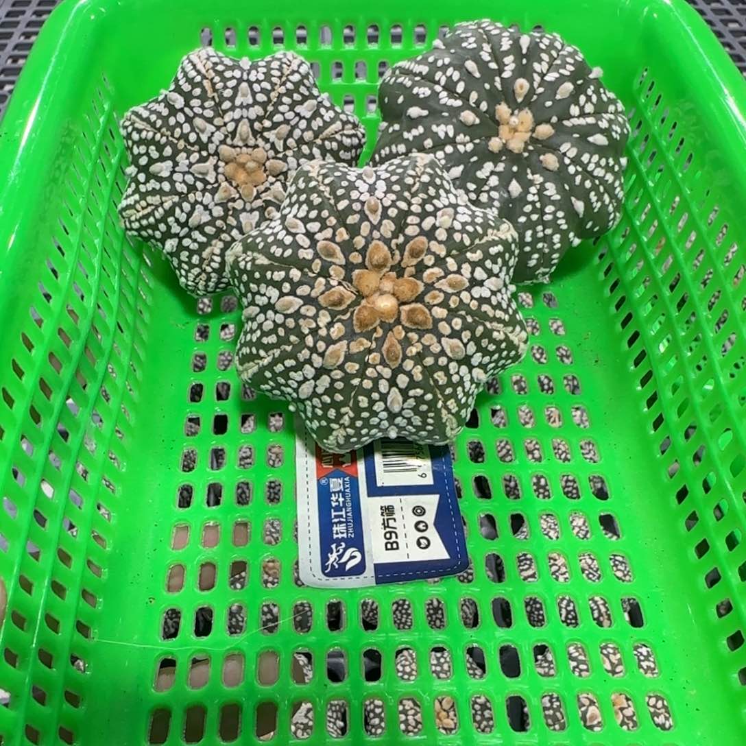 无花朵5号福利3个海星组合