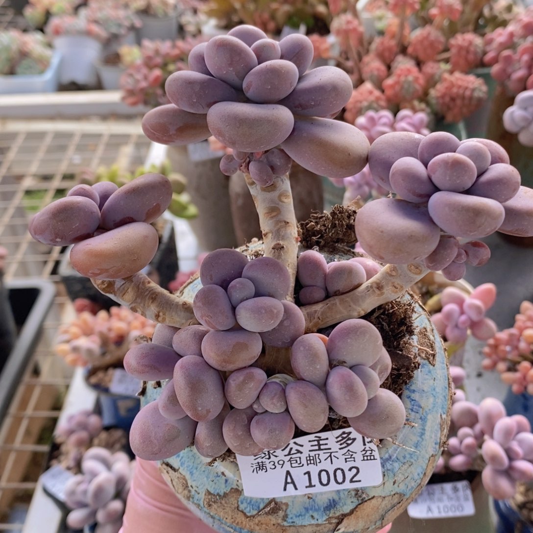 腰子桃蛋12cm1002多肉植物