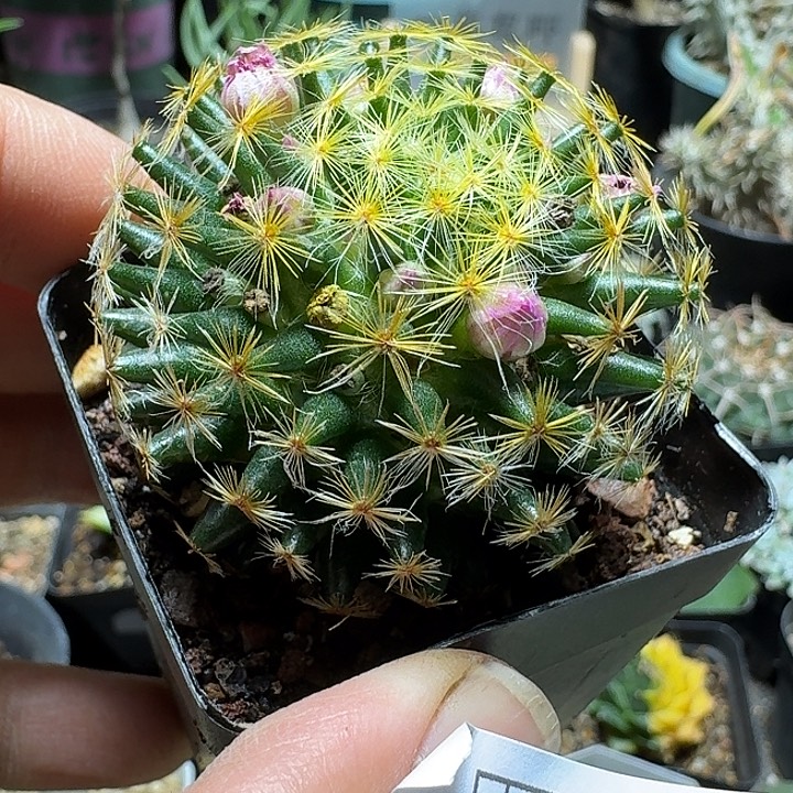 798明星脱土发货实生