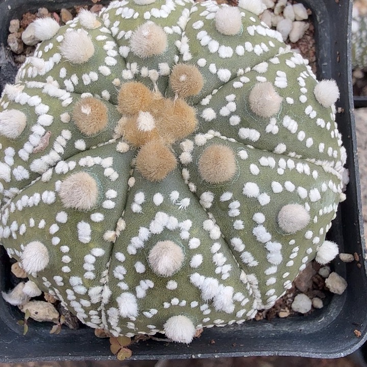 ◎***。多肉植物多肉植物