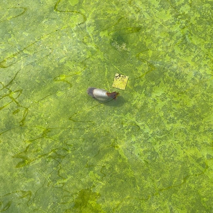 豆***粒海水鱼豆粒12紫血清