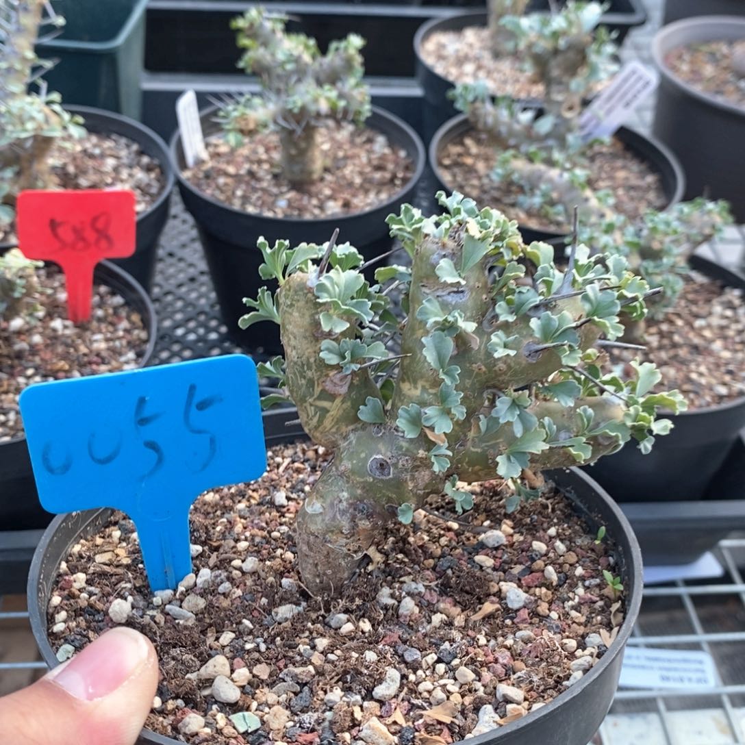 格思龙骨葵多肉植物