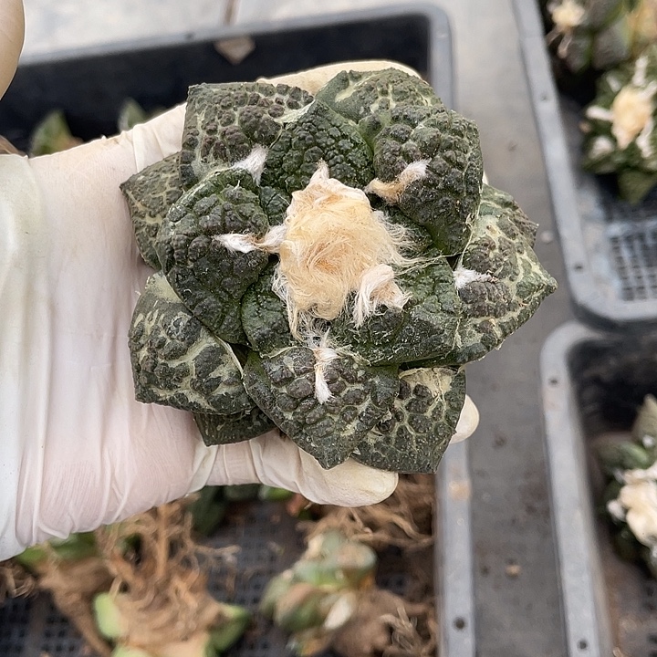 实生龟甲福利特价