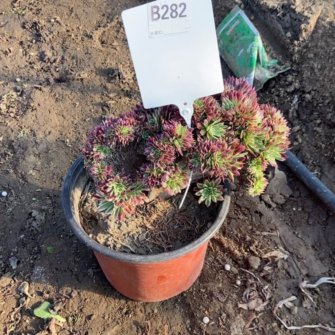 境***B282金丝菊寄养干伤处理