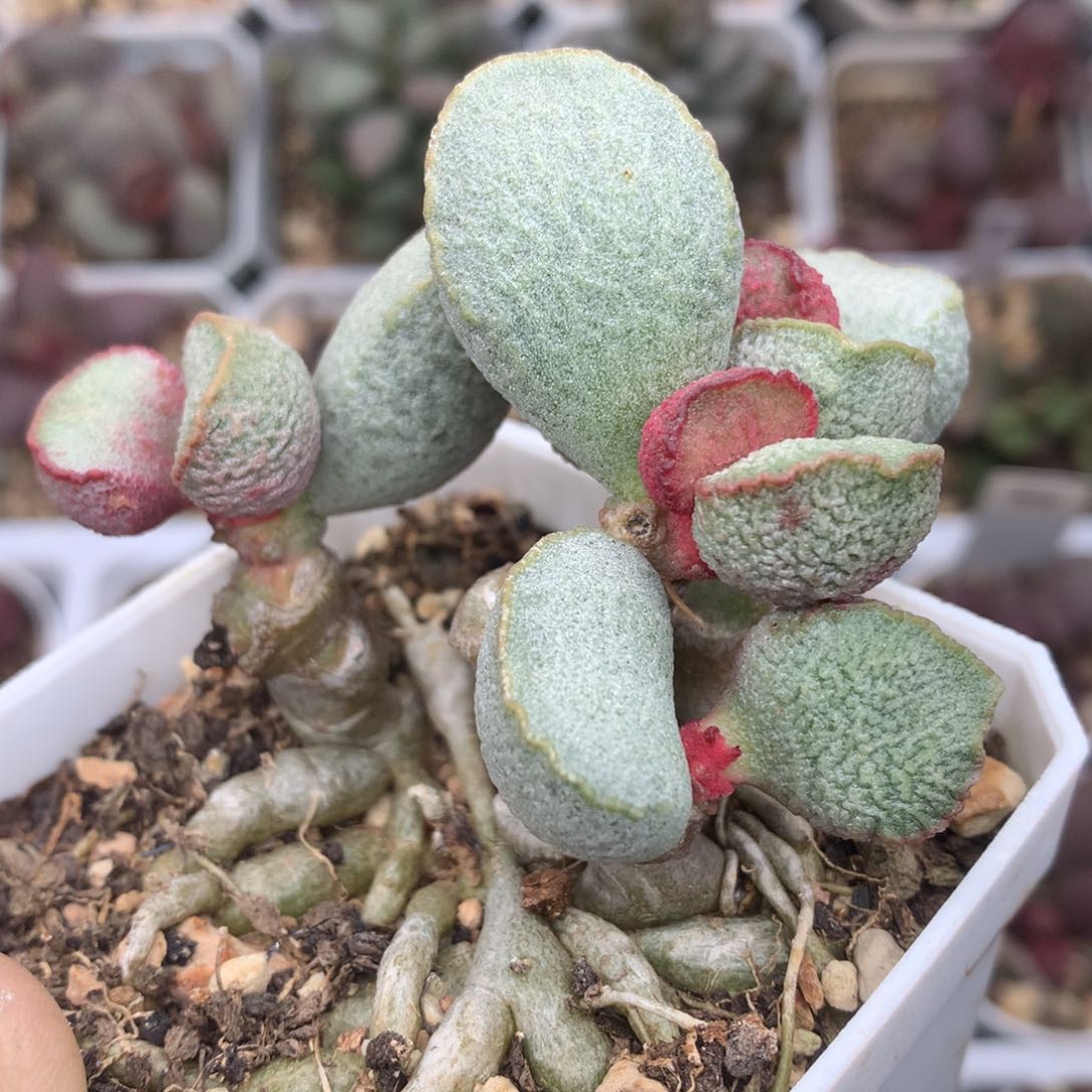 磨砂蛋桩子多肉植物水泡