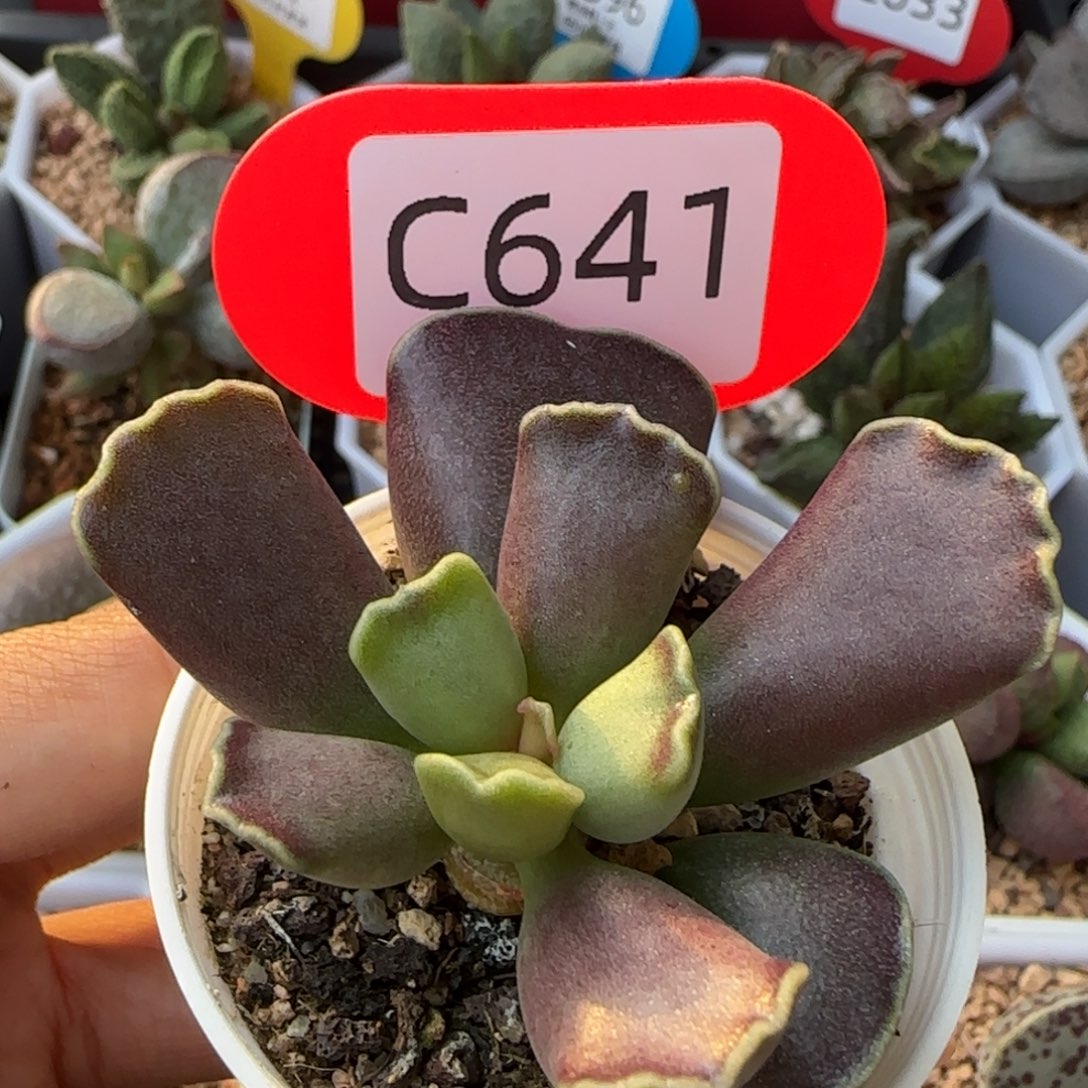 福利多肉水泡。 641。   