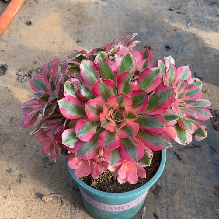 粉女巫多肉植物32 