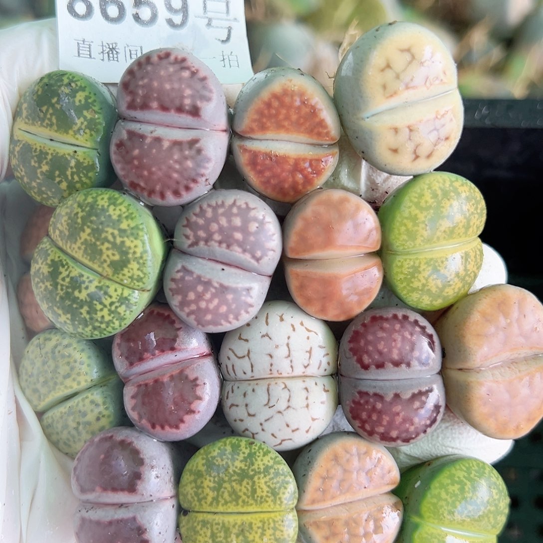 8659 好养易活生石花大母本18个