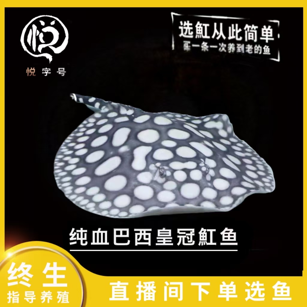 一鱼一拍 直播间选鱼 选定后再下单 偏远地区专属