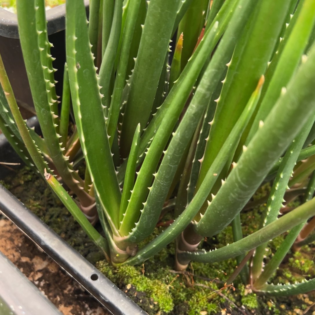 多肉植物龙舌兰道