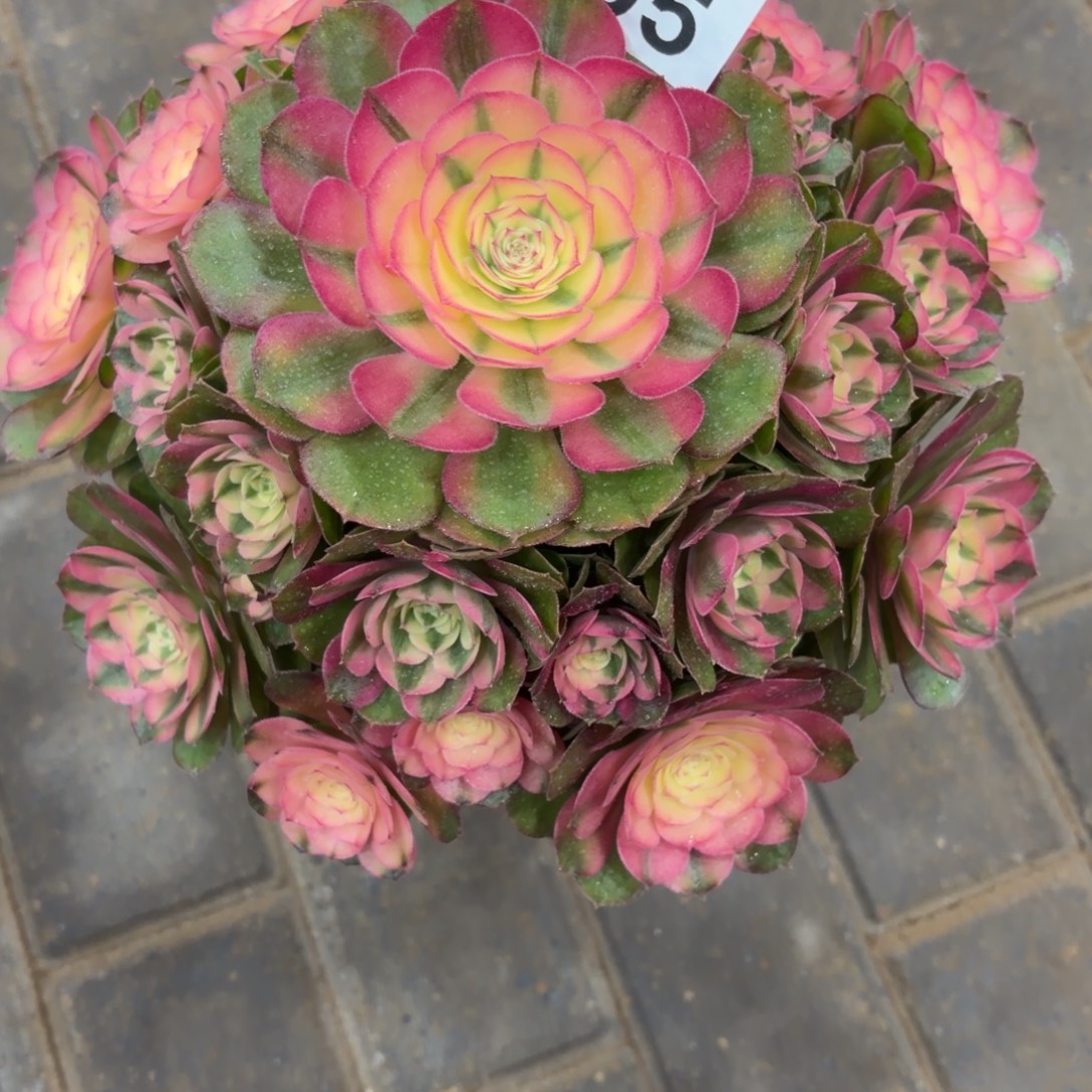 诗***方荔枝老桩805肉肉肉不周正