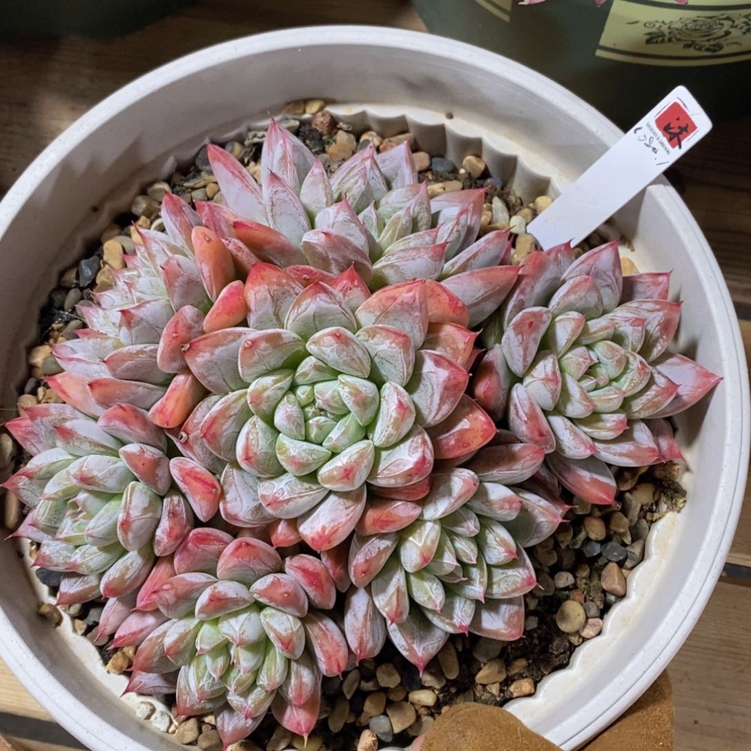 可问主播品种，下滑链接更多品种多肉选择