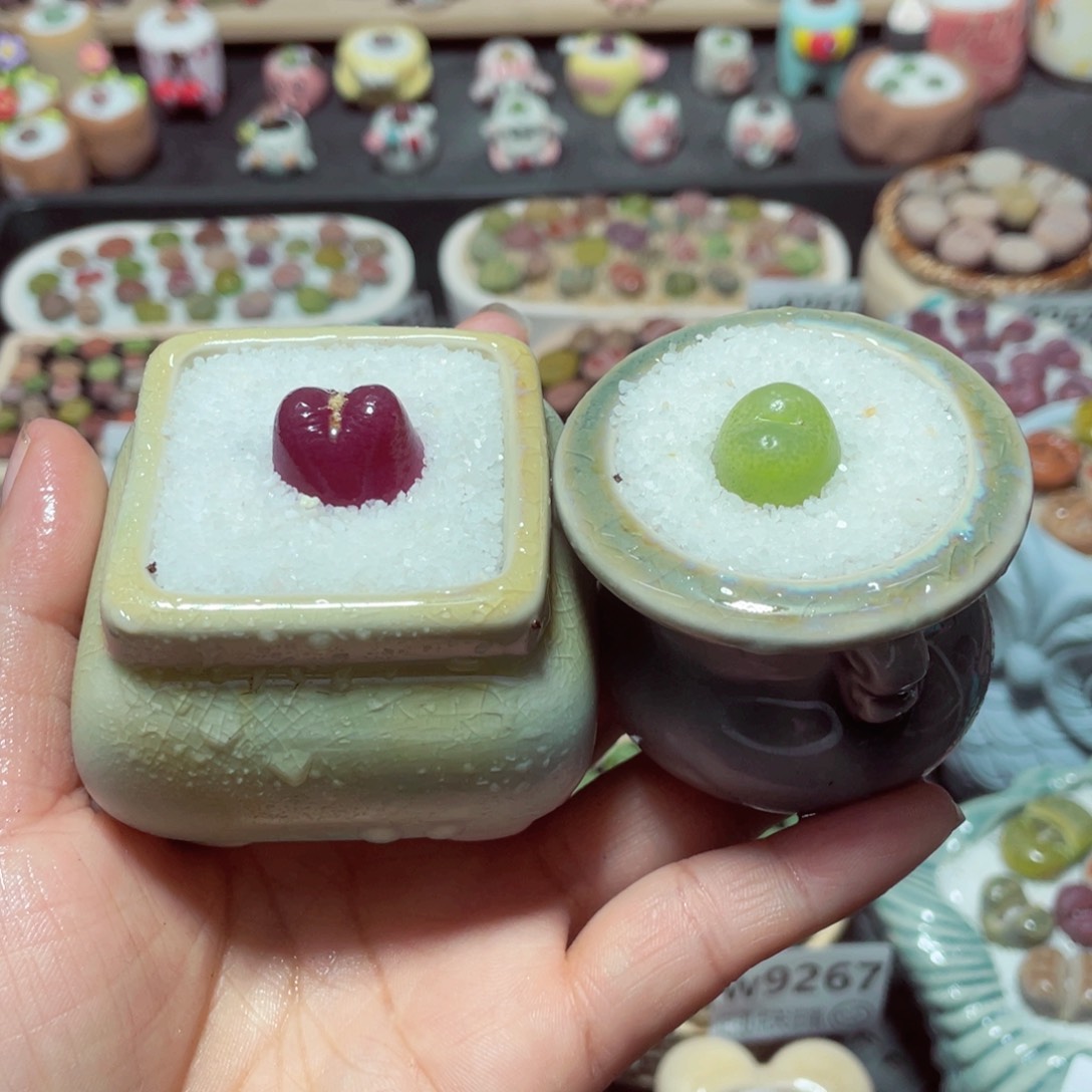 w9275 带盆土发货-零下地区拍保温箱