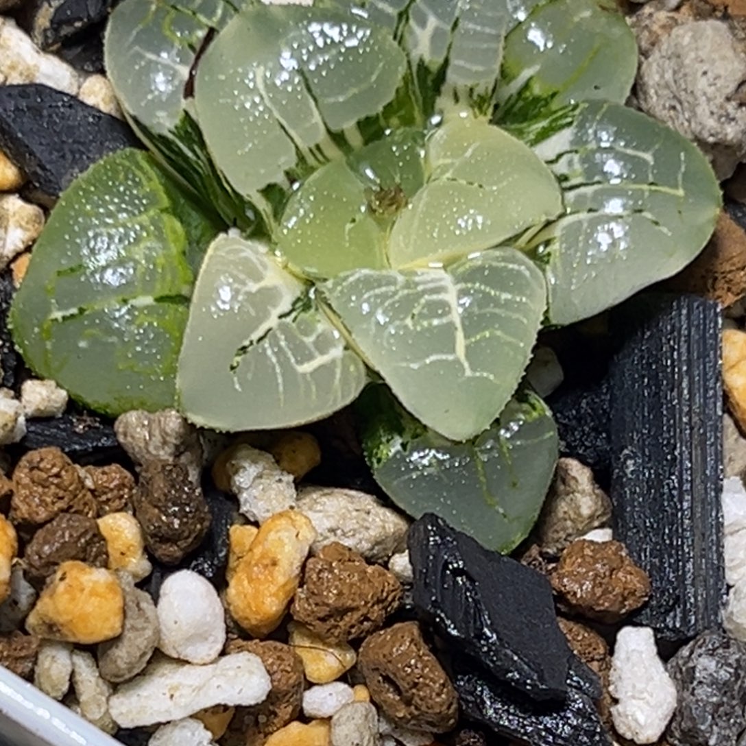 工***室十二卷多肉1431祥云