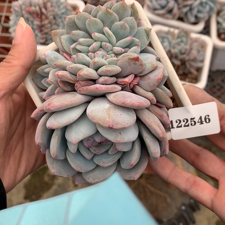 122546缀嗯嗯嗯嗯嗯好