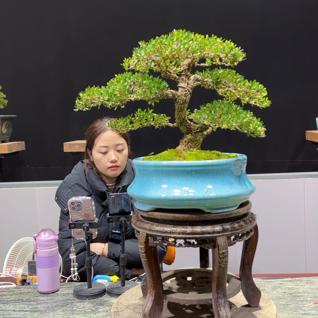 绿植黄杨盆景盆景