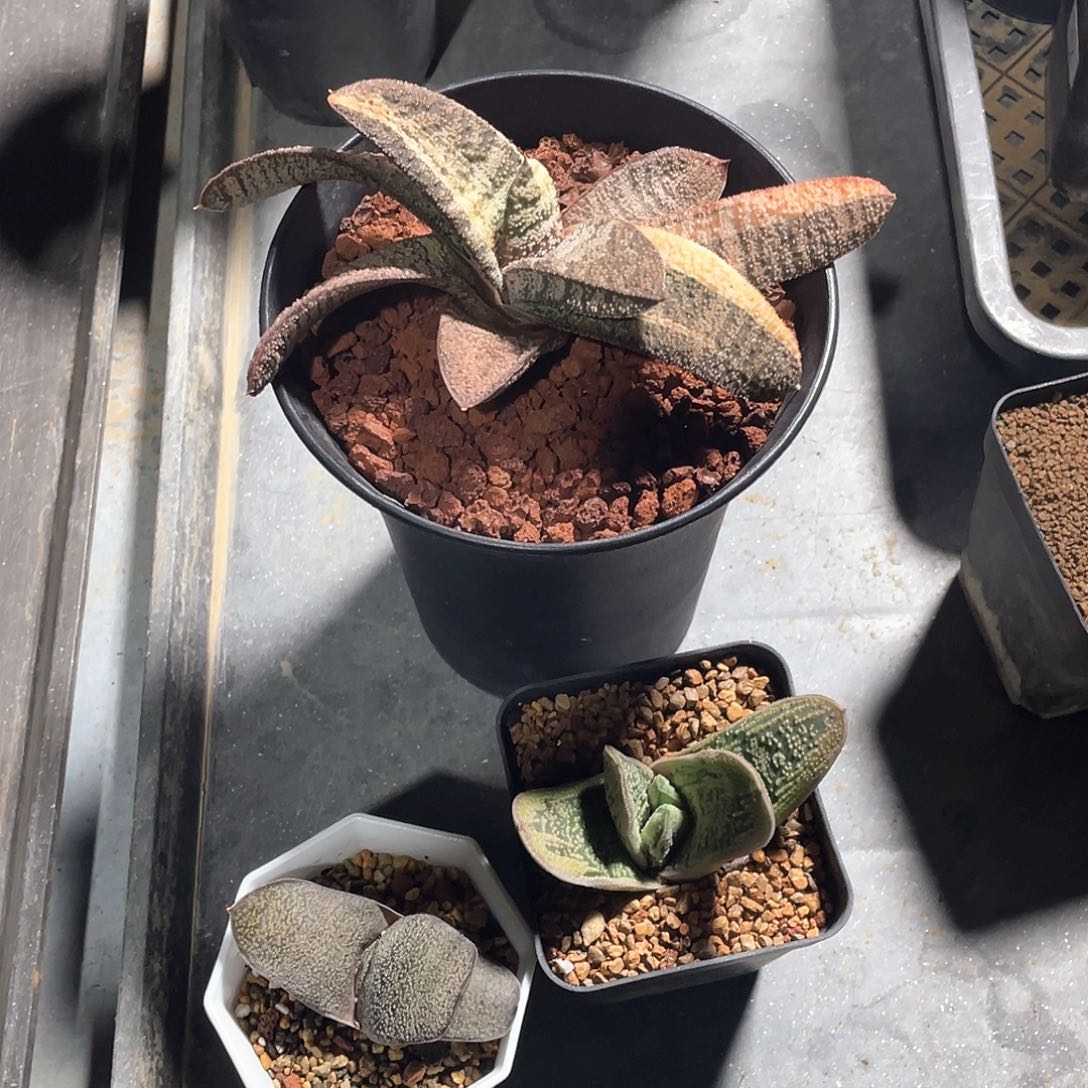 仧****乆粉丝专拍仙人球多肉植物