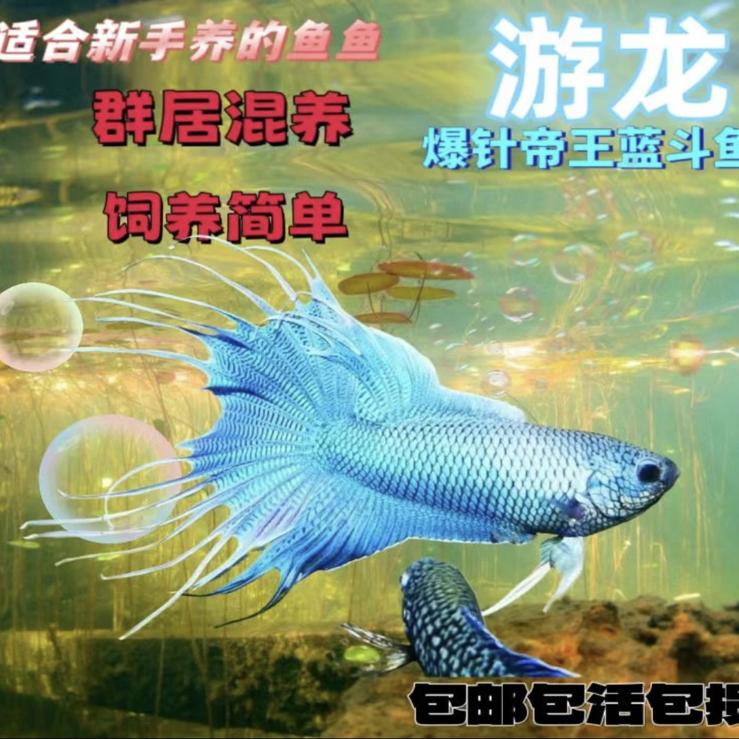 【直播间专用一物一拍】中国斗鱼观赏鱼菩萨鱼多骨全爆针无纹蓝斗鱼