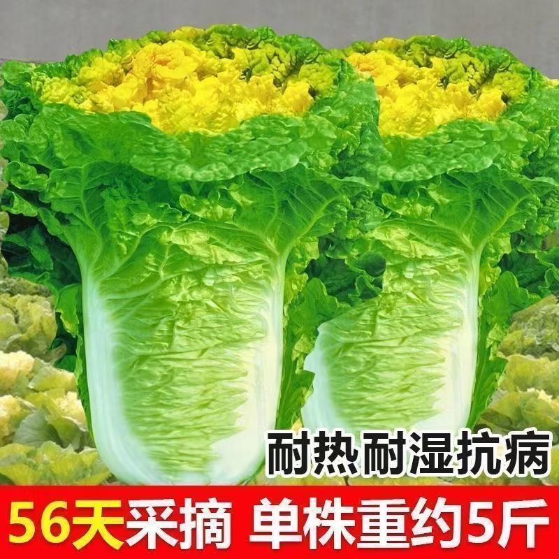【新种速发】北京小杂56早熟黄心大白菜种春夏秋包心白菜蔬菜种子