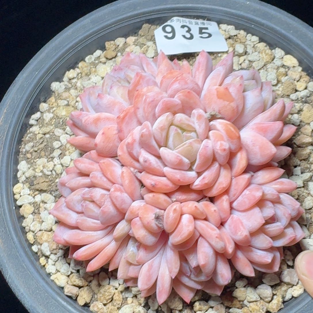 橙梦露群生整装         多肉植物