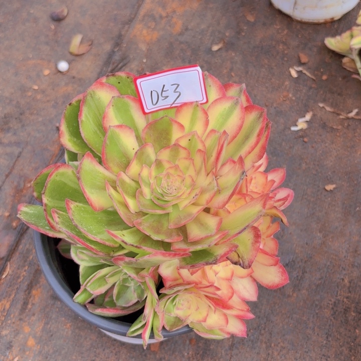 全部花朵053黑魔锦无根法师