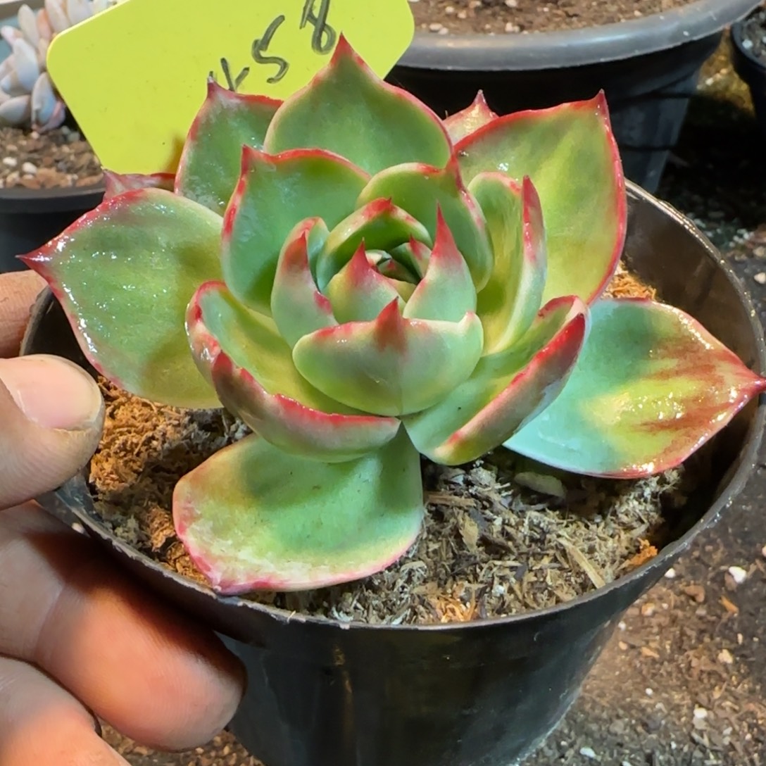 惊鸿一物一拍包装收缩花旱458