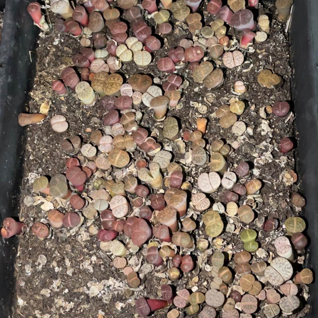 哈***Z4653福利款式的1不售后