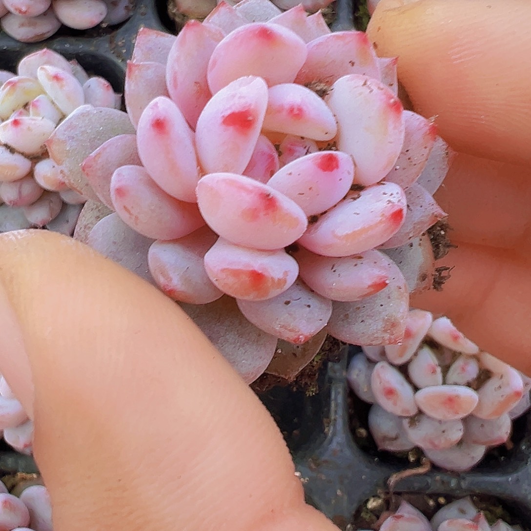 星星橙苗7颗19包邮