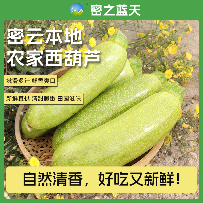 【西葫芦蔬菜】密之蓝天密云本地农家种植现摘西葫芦约250g西葫芦