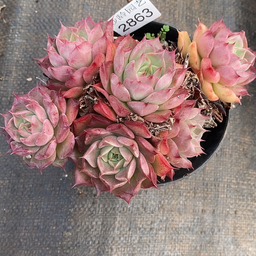 秋***歌2863散群不售后～12厘米