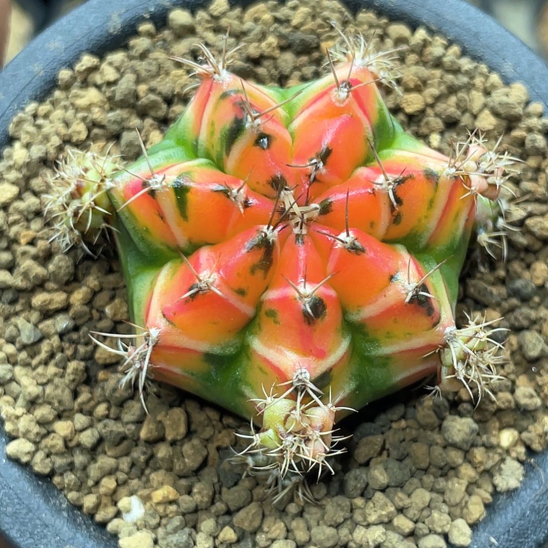 泰系神品，侧芽自根