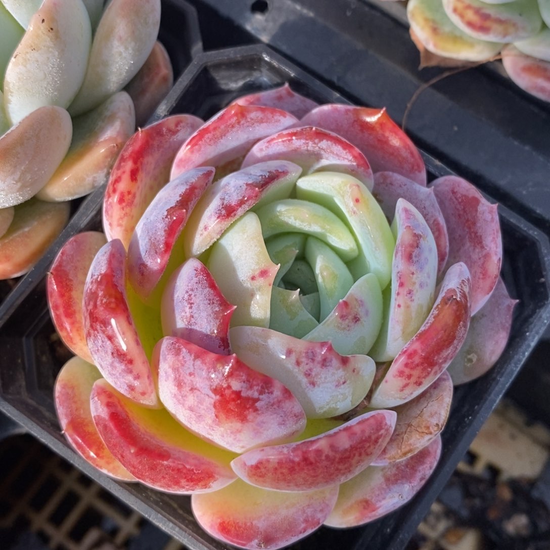 自助下单一物一拍多肉下滑有惊喜