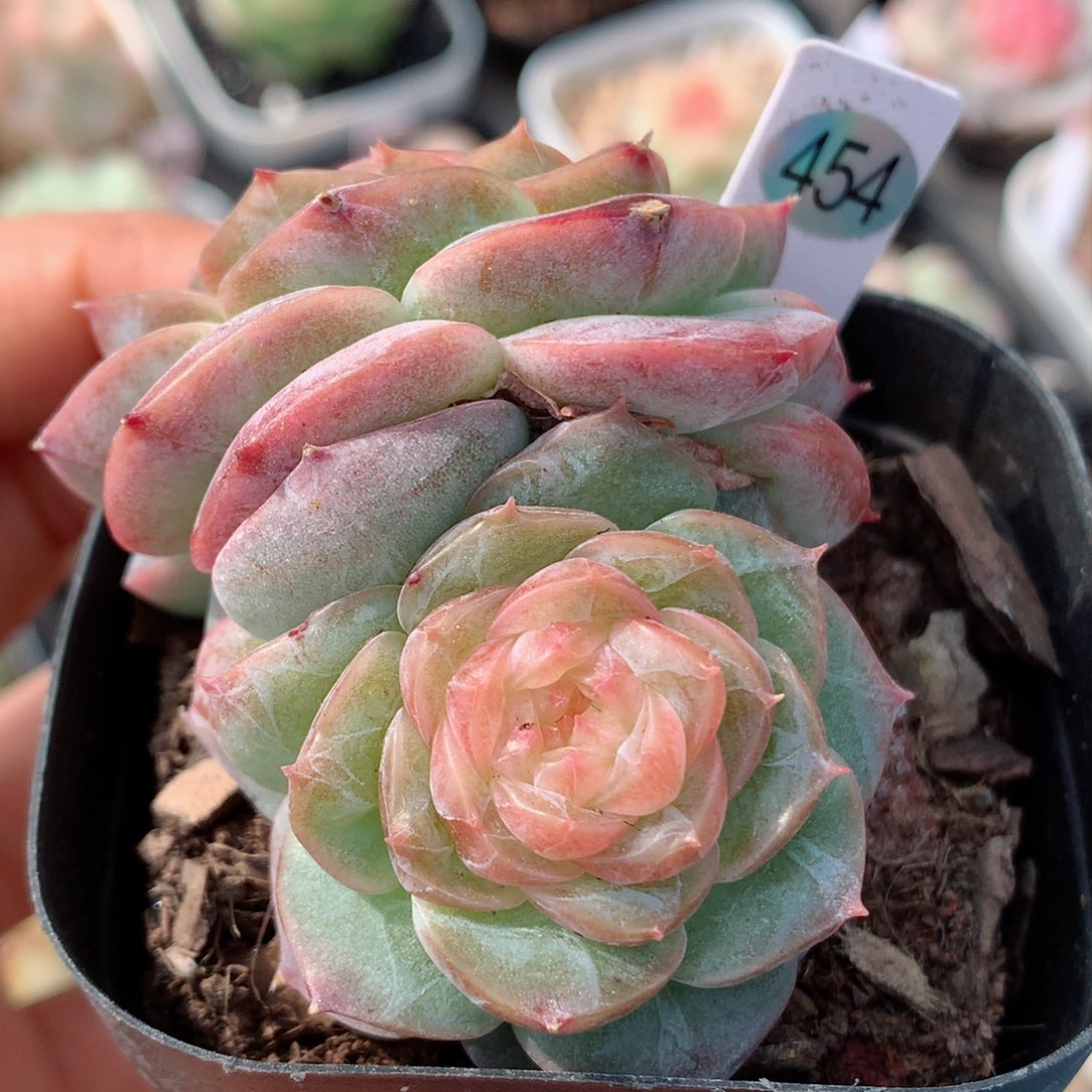嘿嘿58包邮  群生不包整454