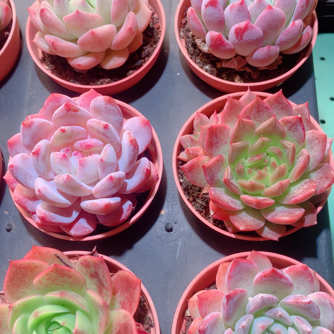 12-量拍品质保证多肉带盆9颗全单头