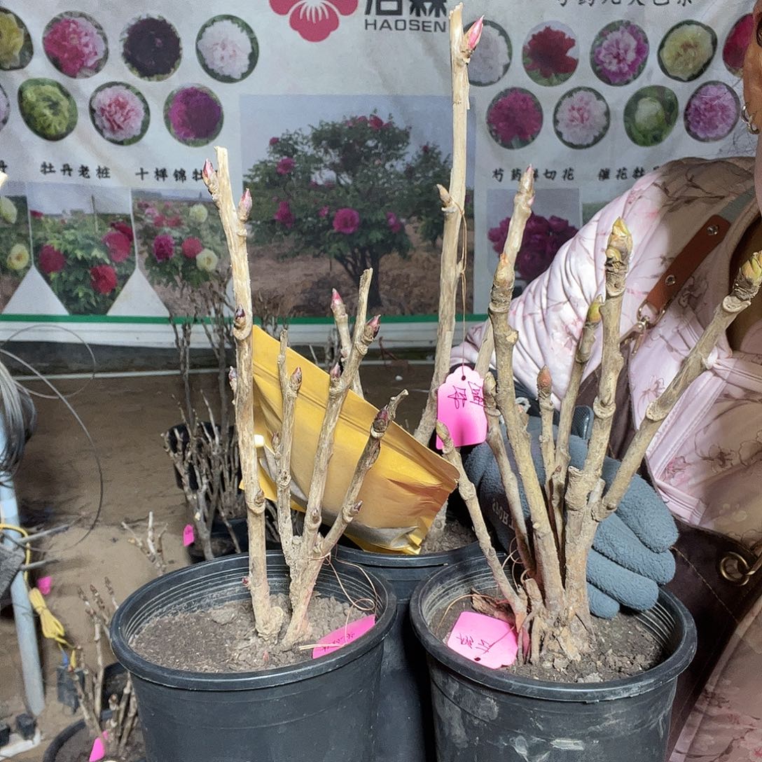 小盆牡丹三颗送肥