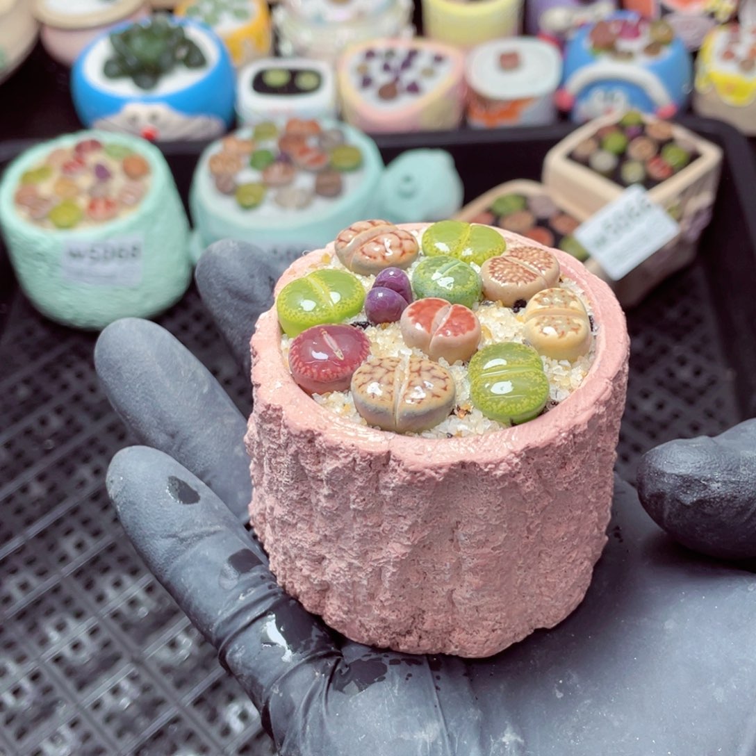 w5070--带盆土发货，零下地区拍保温箱