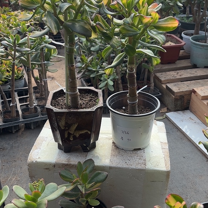 彼***花当前无花栽培后可以开花卷叶160